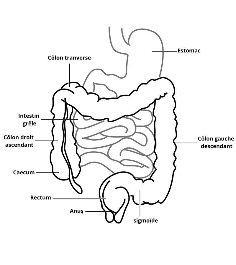 Hydrologie du côlon