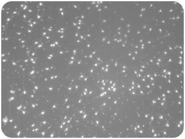 Hydrologie du côlon
