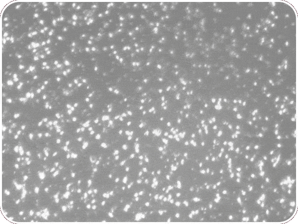 Hydrologie du côlon